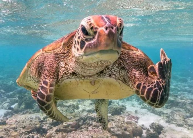 Imagem ilustrativa da imagem Tartaruga mostrando "dedo do meio" vence concurso mundial de foto